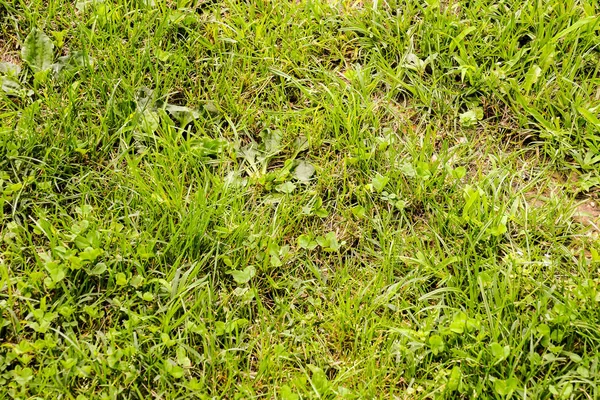 Green Grass Pattern Texture — Stock Photo, Image