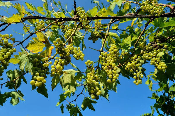Manojos de uva inmaduros —  Fotos de Stock