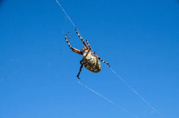 Spinnen en web — Stockfoto