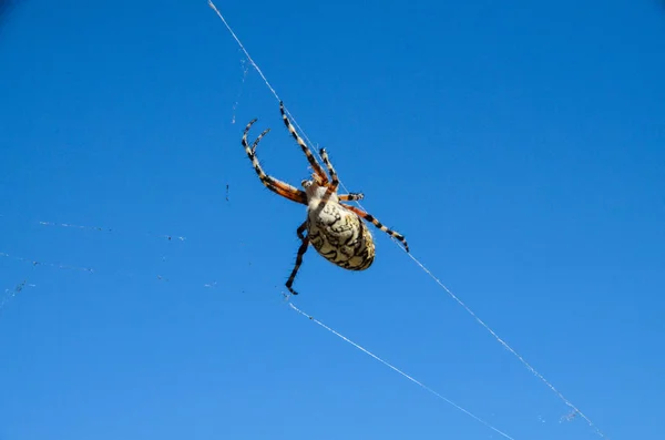 Araña y tela —  Fotos de Stock