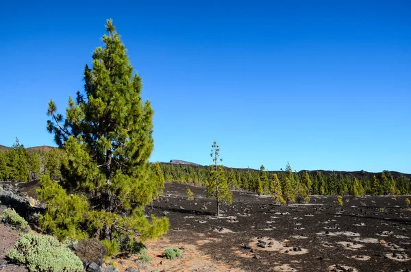 Bosque en el Parque Nacional del Teide Tenerife — Foto de Stock