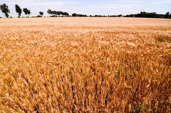 Campo de trigo texturizado — Foto de Stock