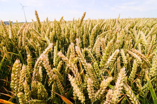 Textured Wheat Field — Stock Photo, Image