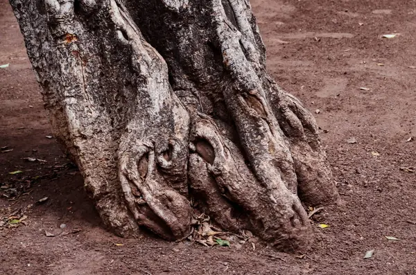 Root of the Tree — Stock Photo, Image