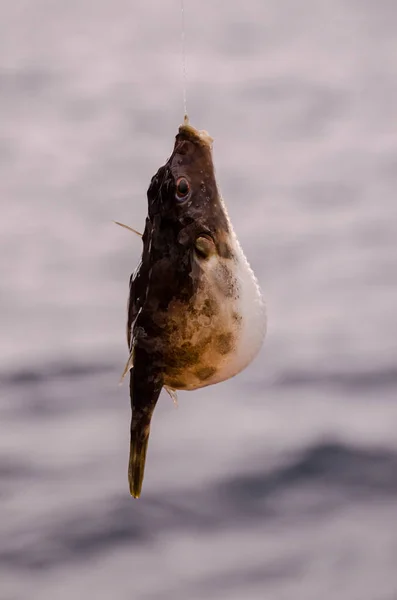 Un poisson de mer accroché — Photo