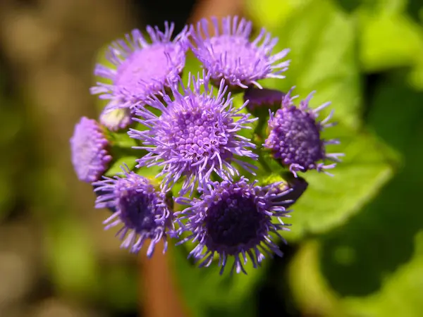 Flor de cor fresca florescente — Fotografia de Stock