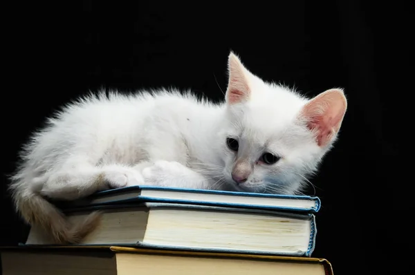Witte jonge baby kat — Stockfoto