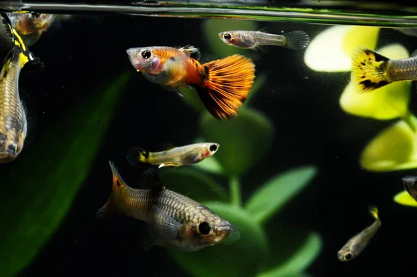 Pesce multicolore Guppy — Foto Stock