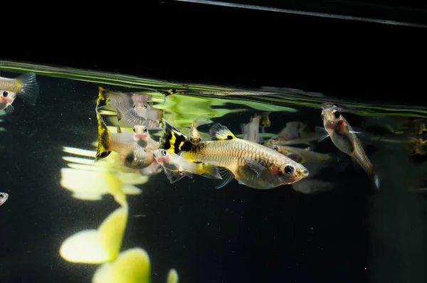 Guppy Multi Colored Fish — Stock Photo, Image