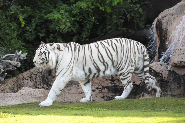 Black and White Striped Tiger