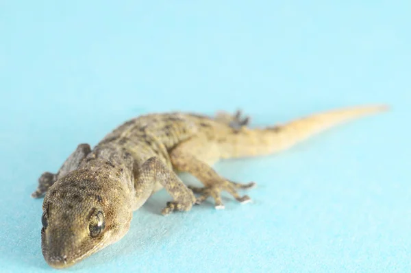 Grijze gecko hagedis — Stockfoto