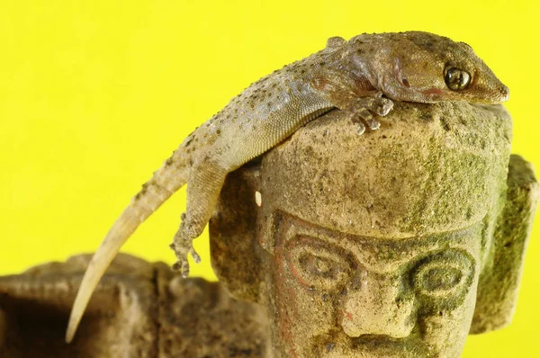 Gecko Lizard and Mayan Statue — Stock Photo, Image