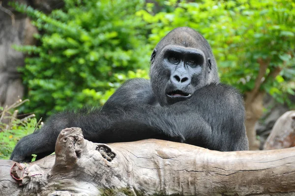 Gorila negro descansando en un poste de madera —  Fotos de Stock