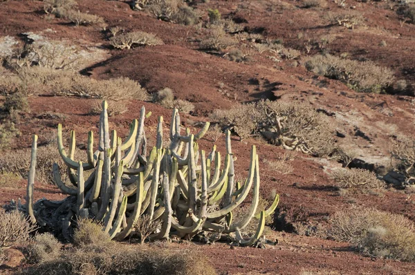 Kaktus in der Wüste — Stockfoto