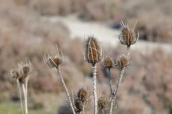 沙漠中干燥的花朵 — 图库照片