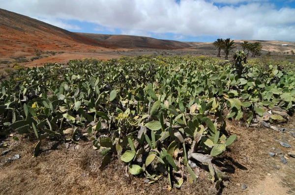 Cactus field on a cloudy sky — Zdjęcie stockowe