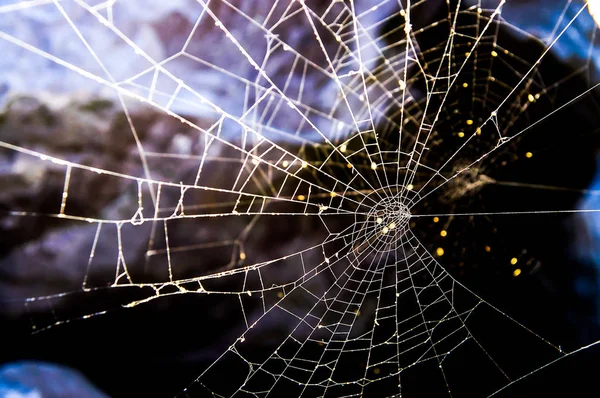 Pavouk čisté zadní Illuminated — Stock fotografie
