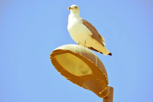 Seagull op een lantaarnpaal — Stockfoto