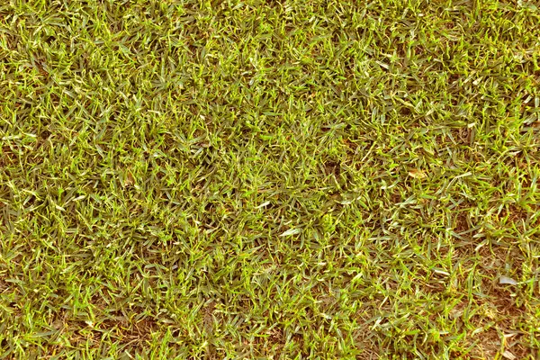 Green Grass Pattern Texture — Stock Photo, Image