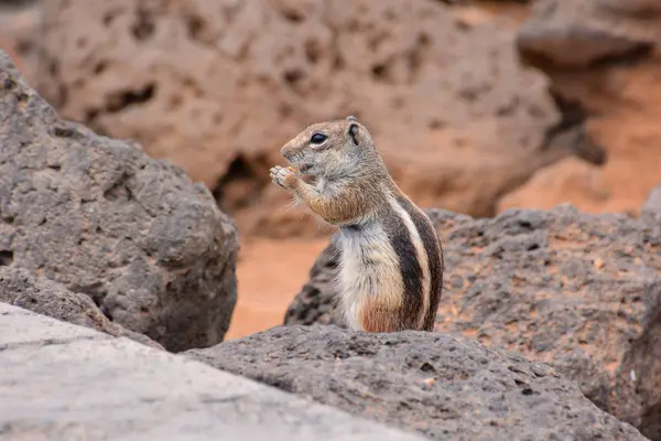 Ground Squirrel Atlantoxerus Getulus — Stock Photo, Image