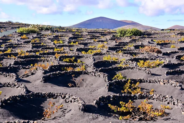 热带火山加那利群岛的景观 — 图库照片