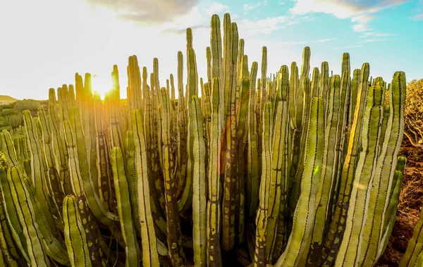 Calma Cactus Desert Sunset — Foto de Stock