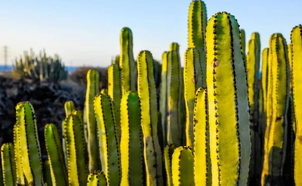 Pianta succulenta Cactus sul deserto secco — Foto Stock