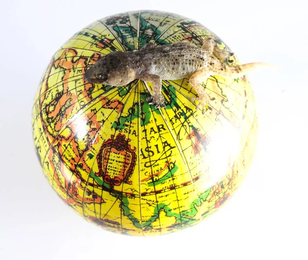 Lagarto Gecko y Globe —  Fotos de Stock