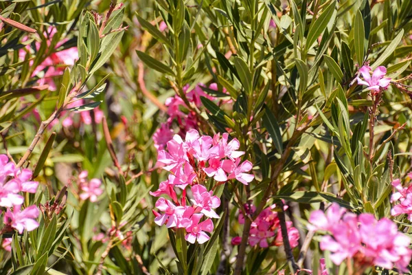 Bloeiende bloem achtergrond — Stockfoto