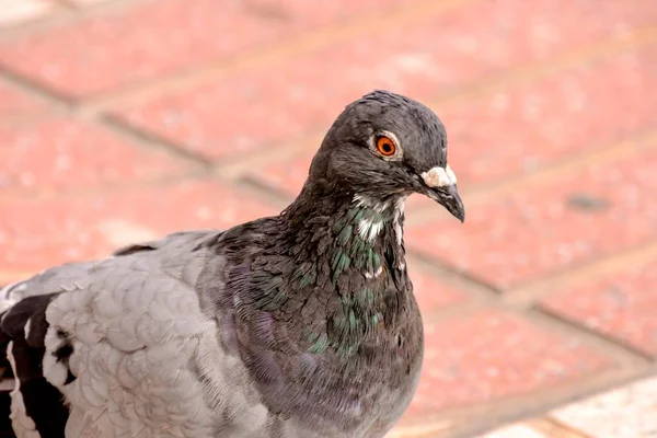 Dove Ptak Zwierzęta pigeon — Zdjęcie stockowe