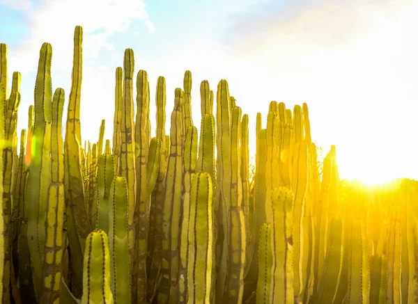 Rauhallinen kaktus aavikko auringonlasku — kuvapankkivalokuva