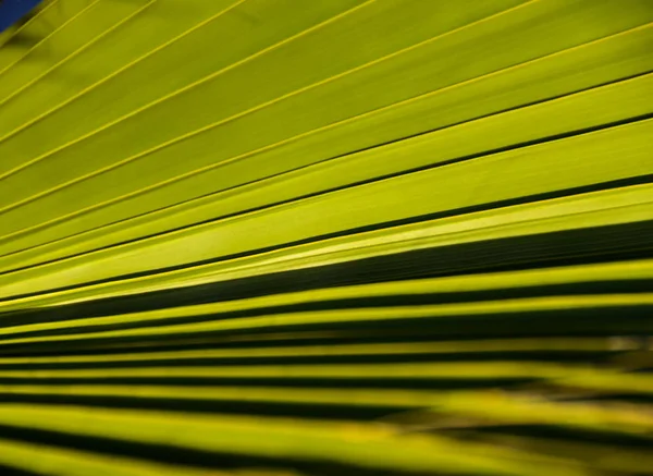 Yeşil Palmiye yapraklarının dokuları — Stok fotoğraf