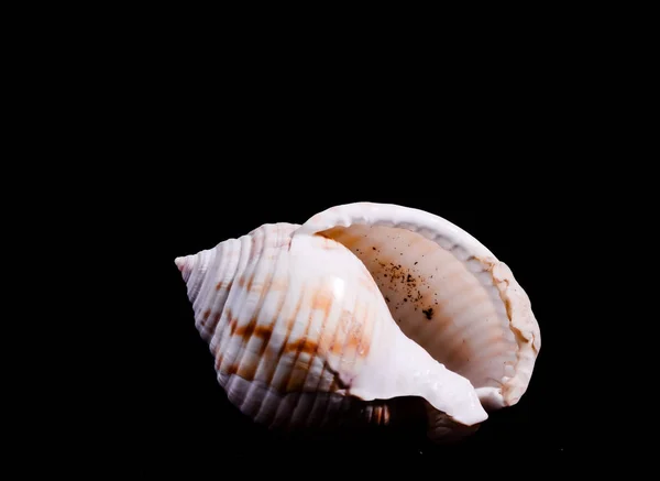 Scallop Shell Isolated — Stock Photo, Image