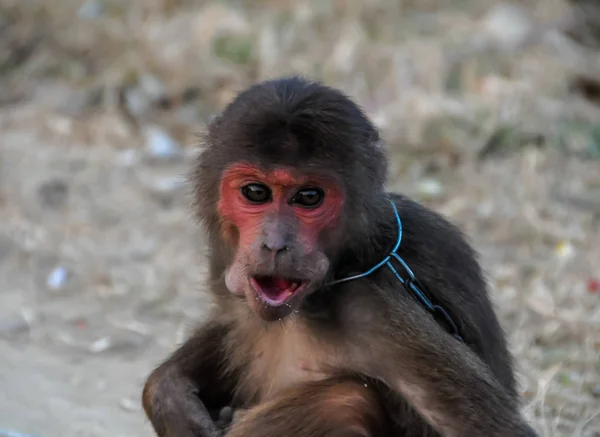 Macaco em correntes no Vietnã — Fotografia de Stock