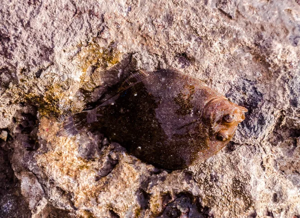 Intero singolo pesce sogliola fresco — Foto Stock