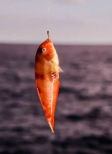 フック 1 つ海魚 — ストック写真