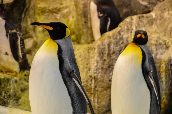 Pinguino bianco e nero — Foto Stock