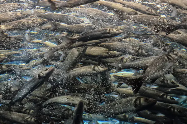 Silver grå fiskstim — Stockfoto