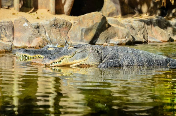 Amphibian Prehistoric Crocodile — Stock Photo, Image