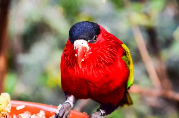 Parrot tropische vogel — Stockfoto