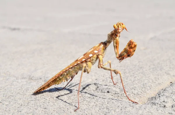 Insecto Mantis Religiosa —  Fotos de Stock