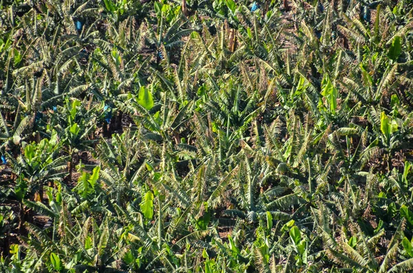 Banana Plantation fält — Stockfoto