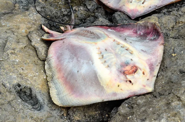 Tote Rochenfische — Stockfoto