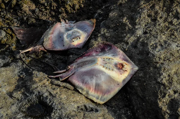 Dead Stingray Fish — Stock Photo, Image