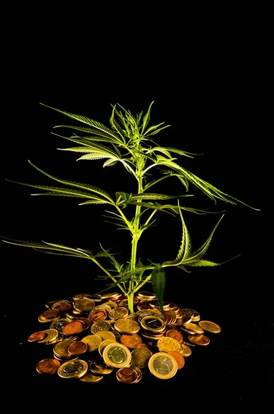 Maconha e dinheiro — Fotografia de Stock