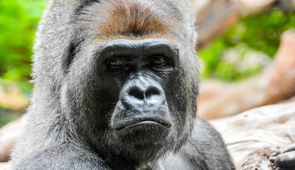 Silný dospělý černá gorila — Stock fotografie