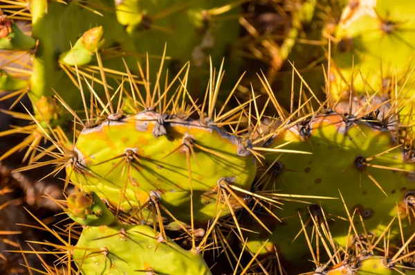 Feuille de cactus de poire épineuse verte — Photo