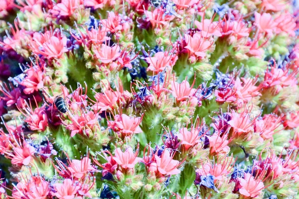 Tajinaste λουλούδι του νησιού της Τενερίφης — Φωτογραφία Αρχείου