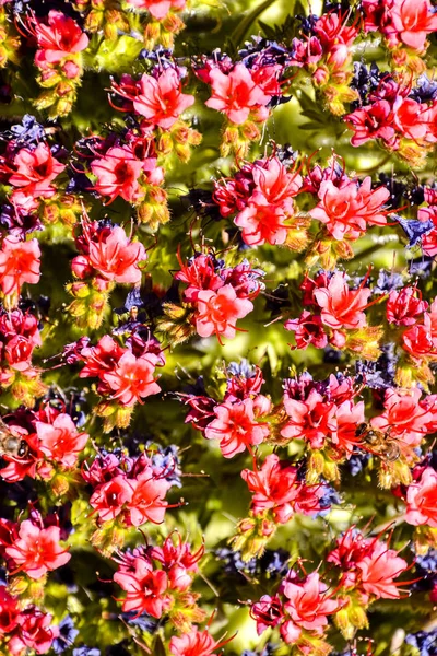 Blume Hintergrund Textur — Stockfoto