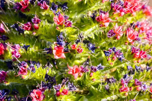 Textura de fondo flor —  Fotos de Stock